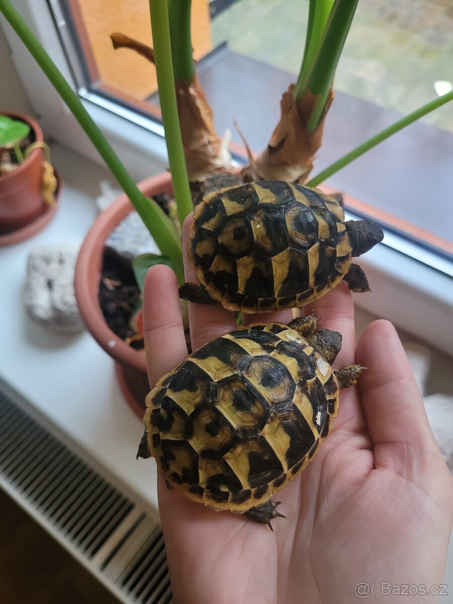 Želvičky zelenavé a žlutohnědé - 2