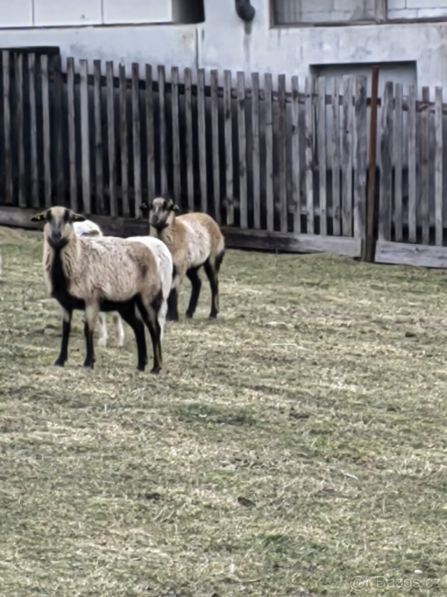 Prodám ovce kamerunské - 2