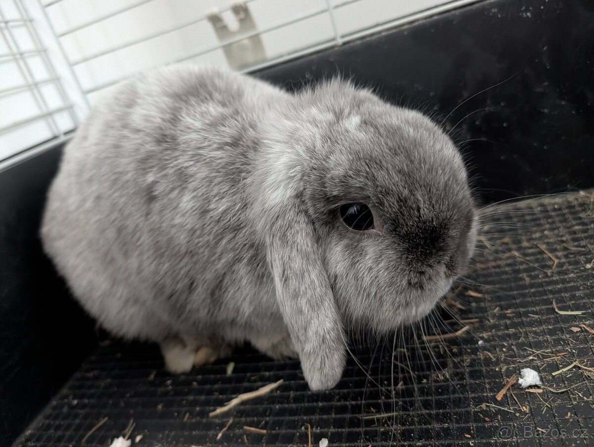 Zakrslý králíček - 2
