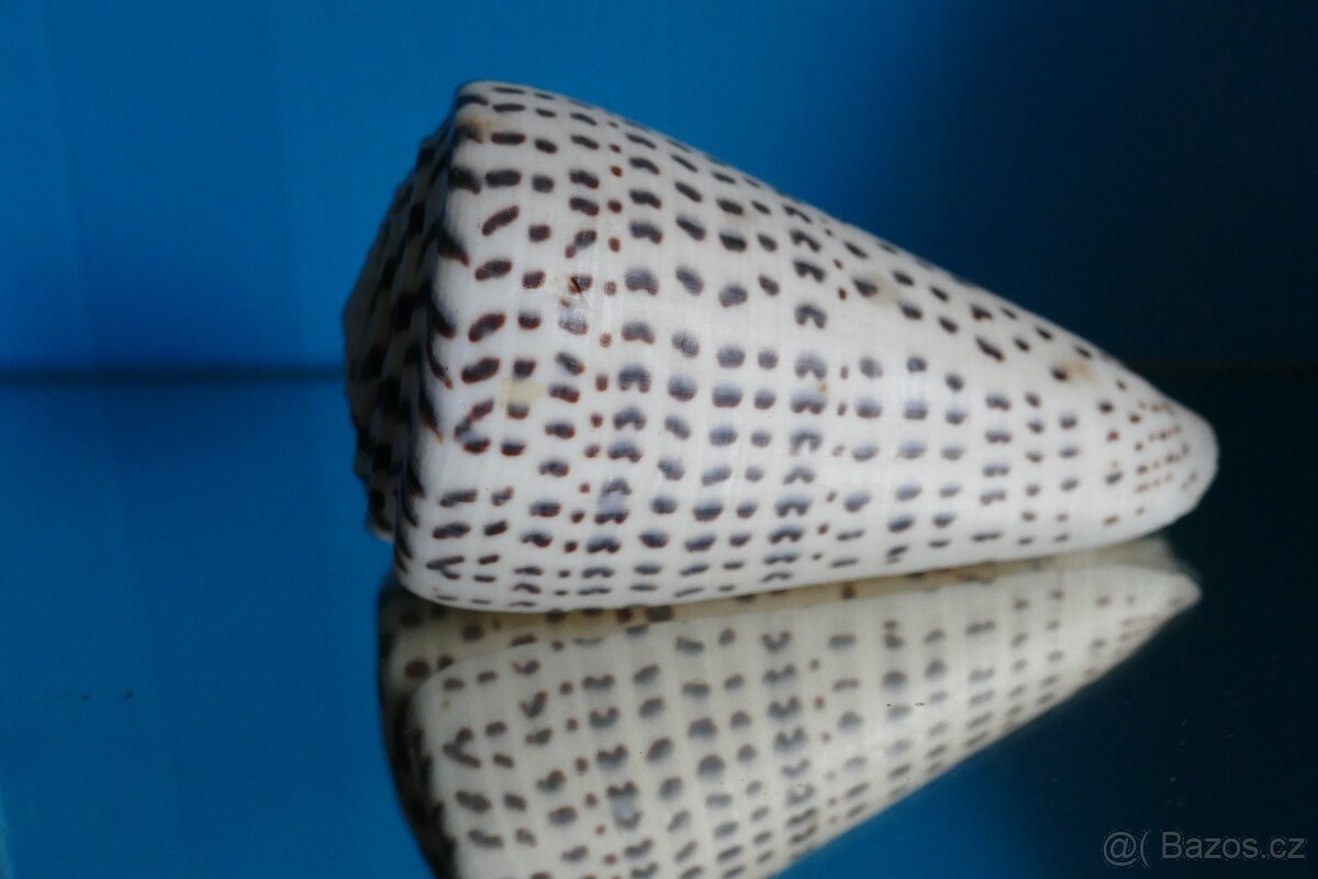 Conus leopardus XL - 2