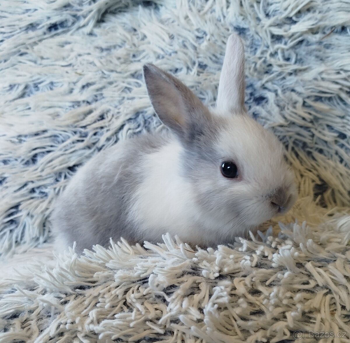 Zakrslý krátkouchý - 2