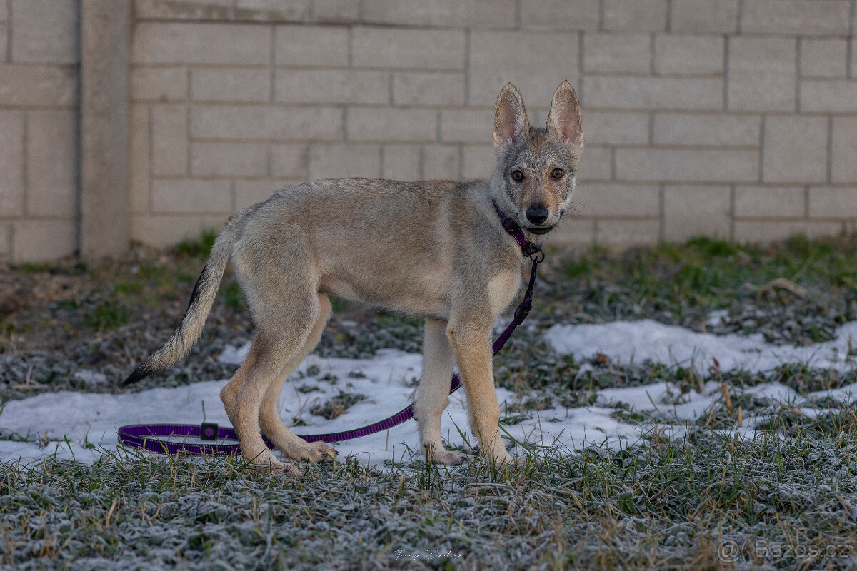 Československý vlčák s PP - 2