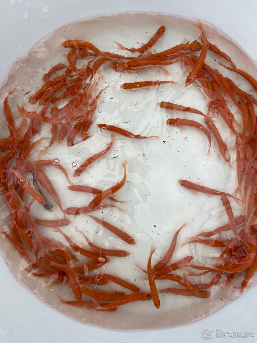 Okrasné ryby koi - 2