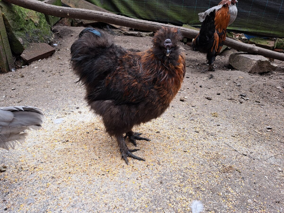 Kohout hedvábnička velká vousatá - 2