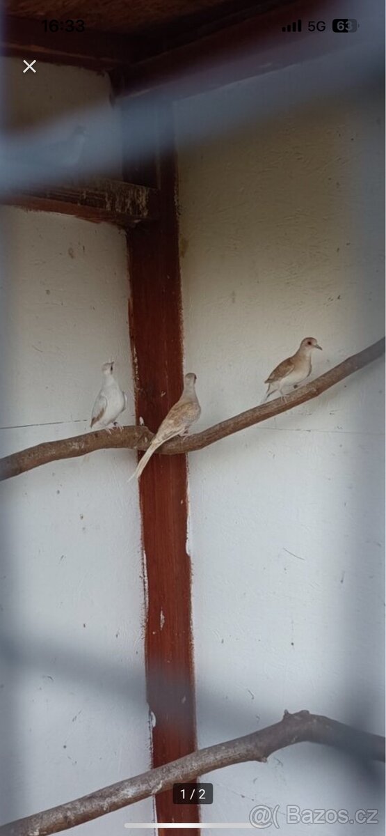 Holoubek Diamantový - 2