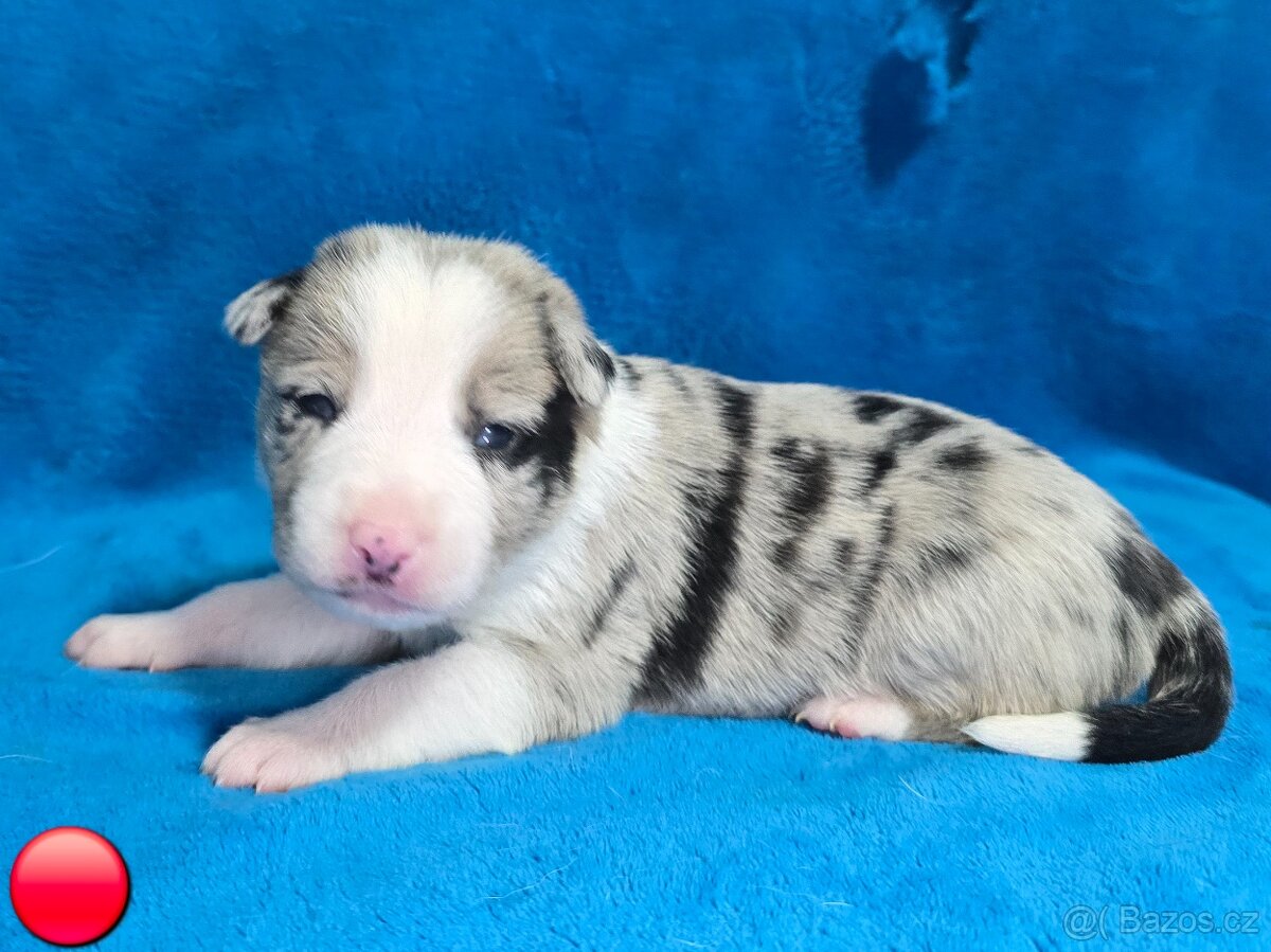 Border kolie Štěňátka s vyšetřením a PP - 2