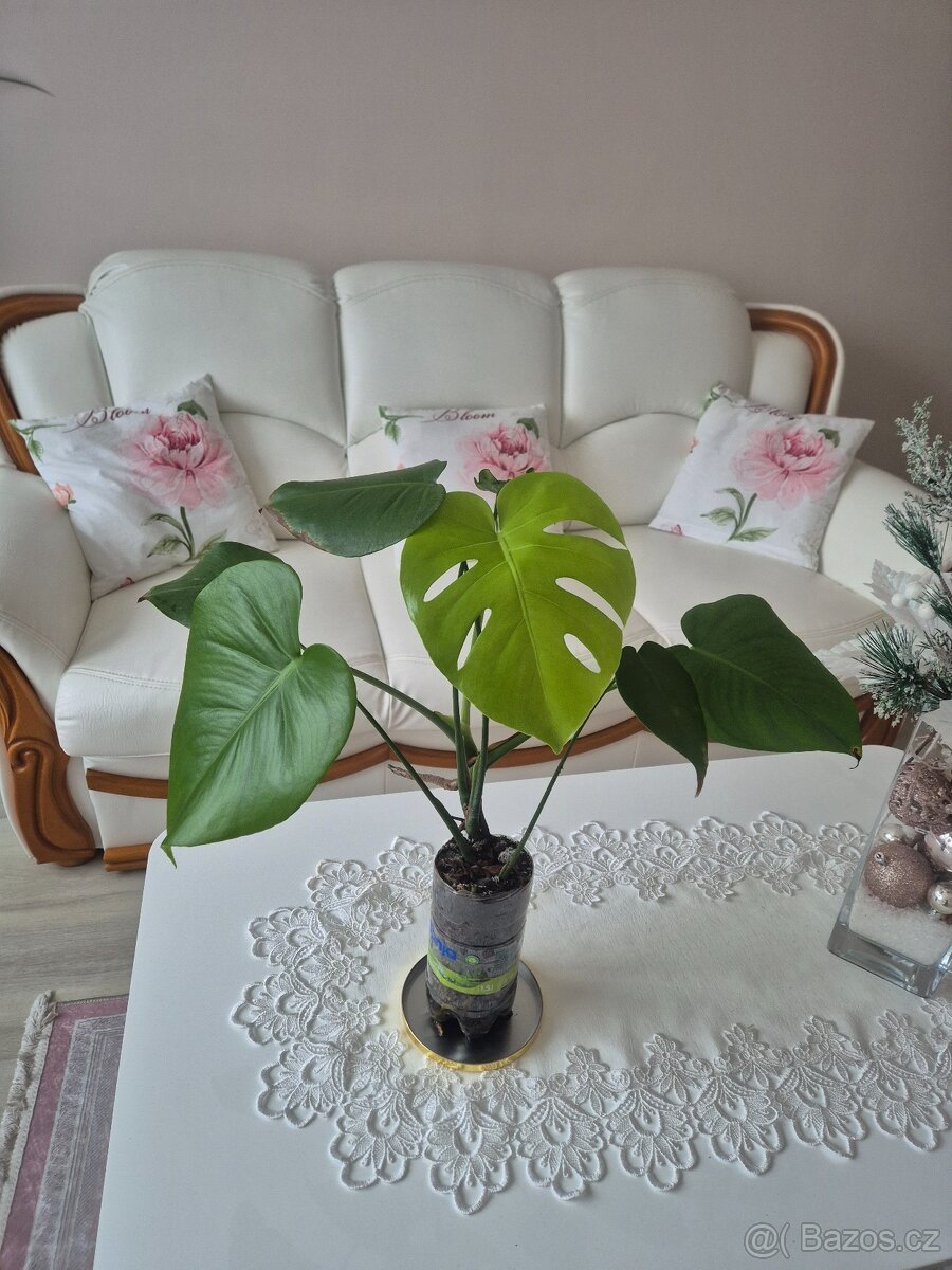 Monstera - 2
