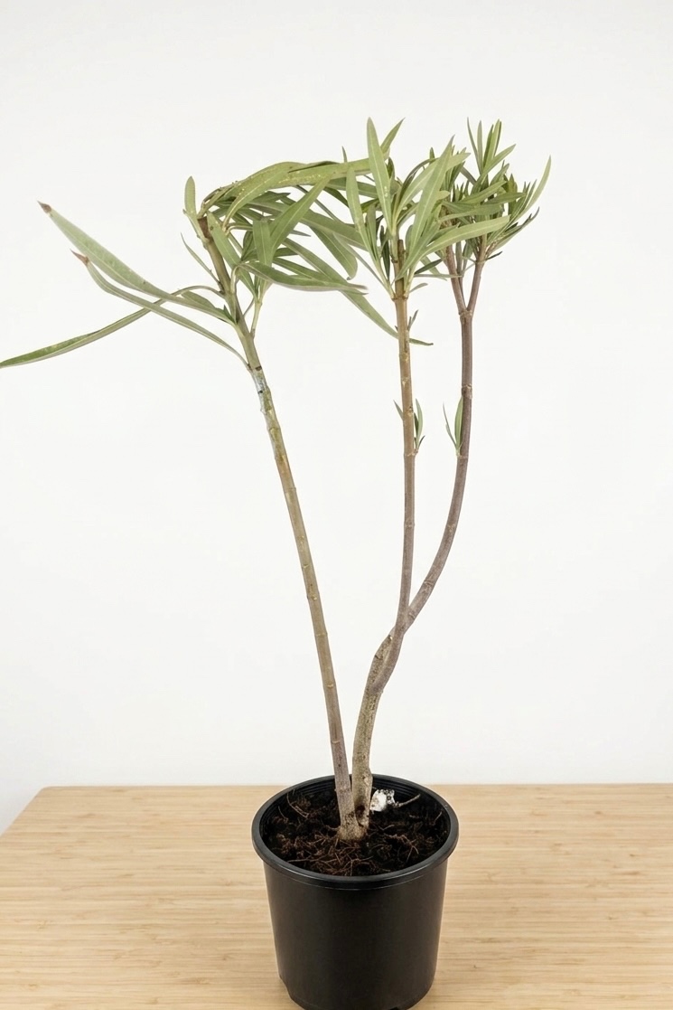 Oleandr Mrs. Roeding - 2