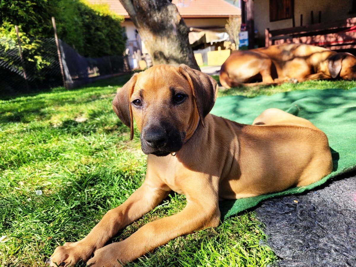 Rhodeský ridgeback s PP - volná holčička - 2