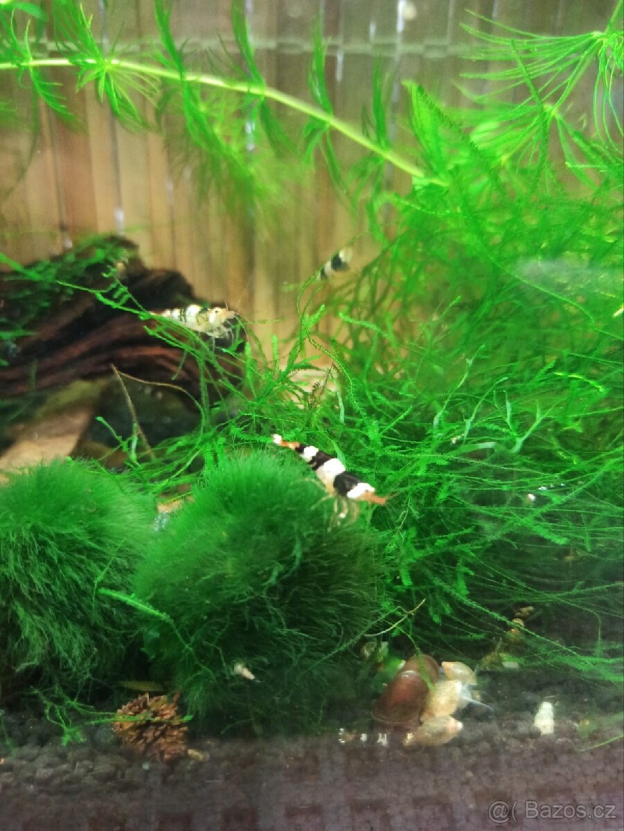Akvarijní krevetky Caridina Black Crystal - 2