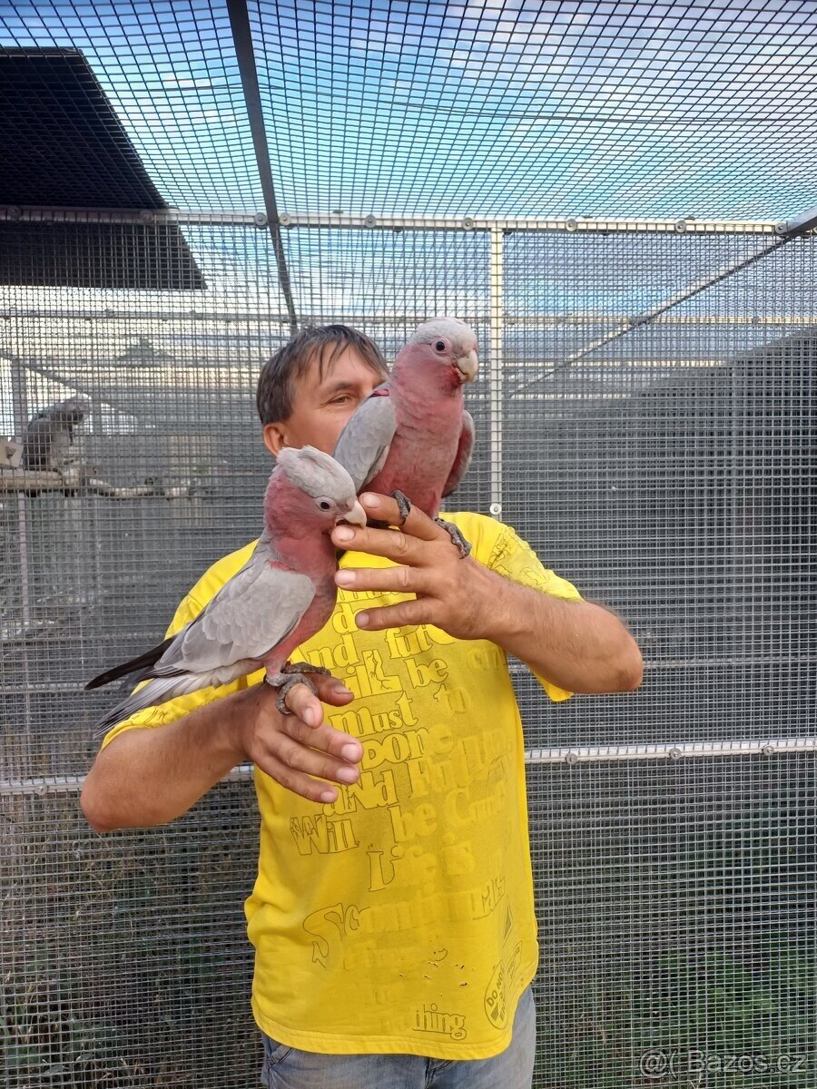 Kakadu růžový - 2