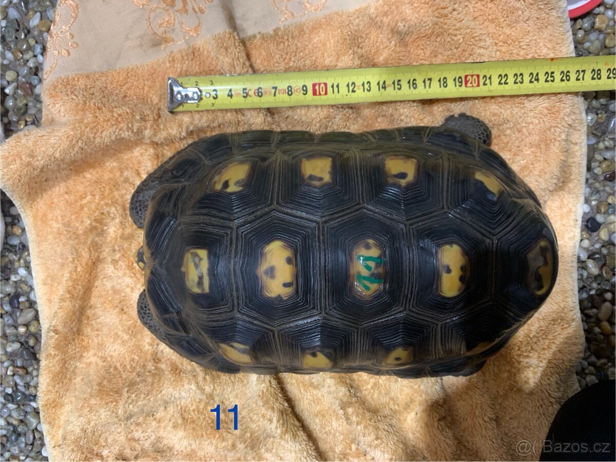 Suchozemská želva uhlířská - 2