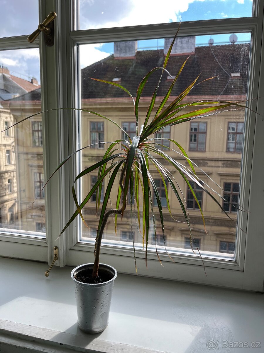 Dracena Marginata - 50 cm - 2