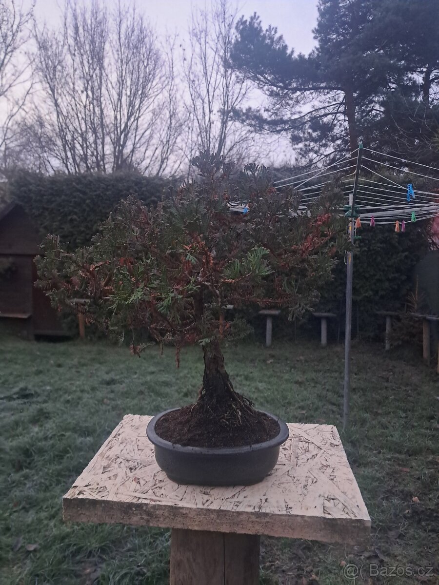 Bonsaj,bonsai Cypřiš - 2