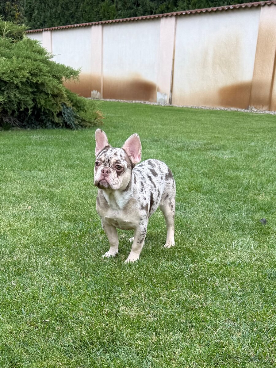 Francouzsky buldoček isabella tan merle fenka - 2