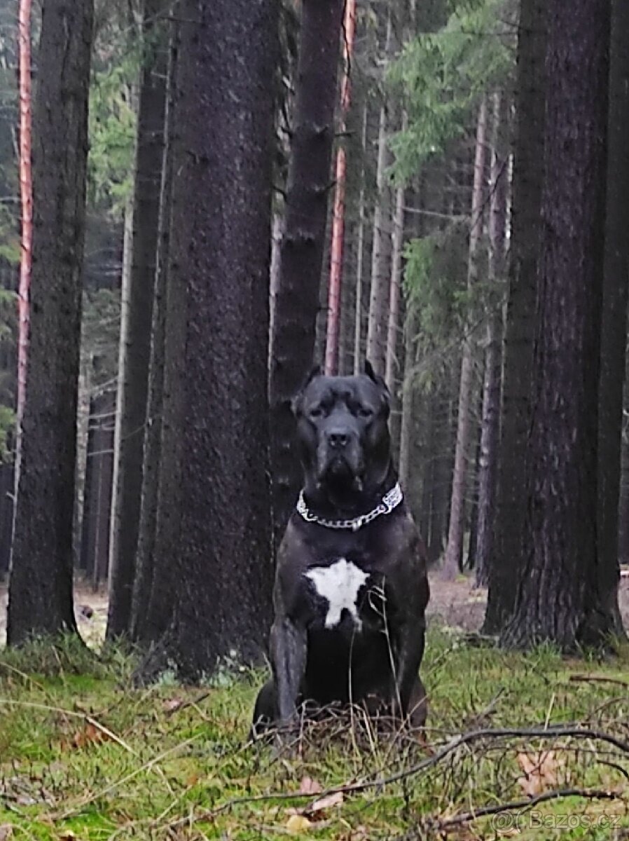 Cane Corso - 2