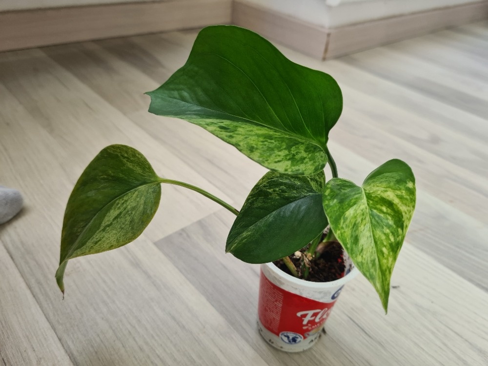 Pokojovky - redukce před zimou, všechny plně zdravé - 2