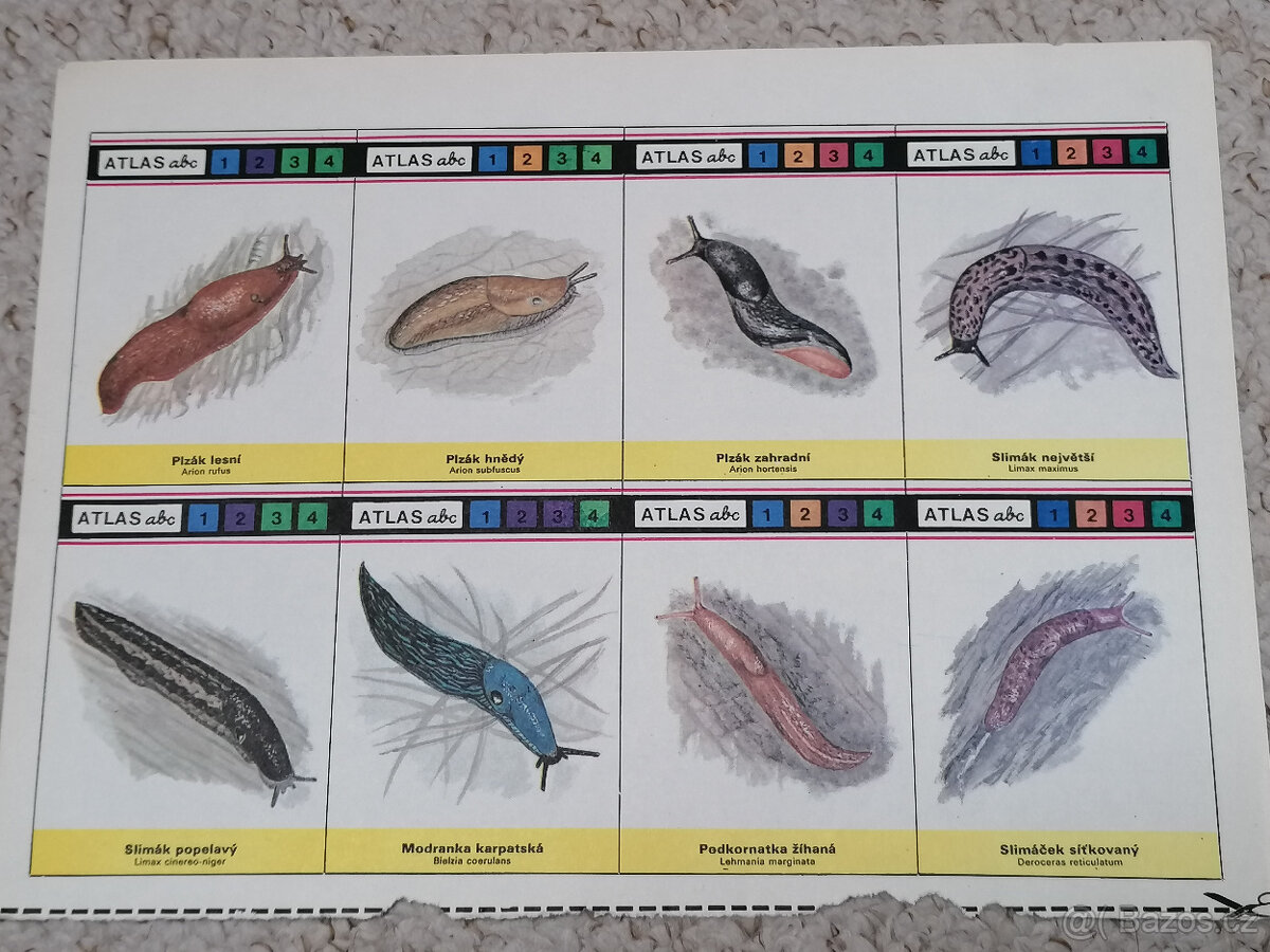 Kartičky Atlas ABC - 2