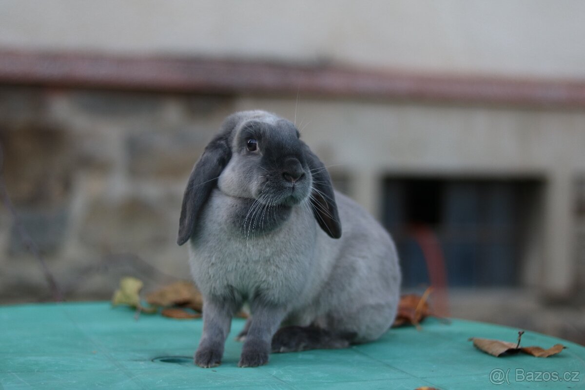 Sportovní králík - 2