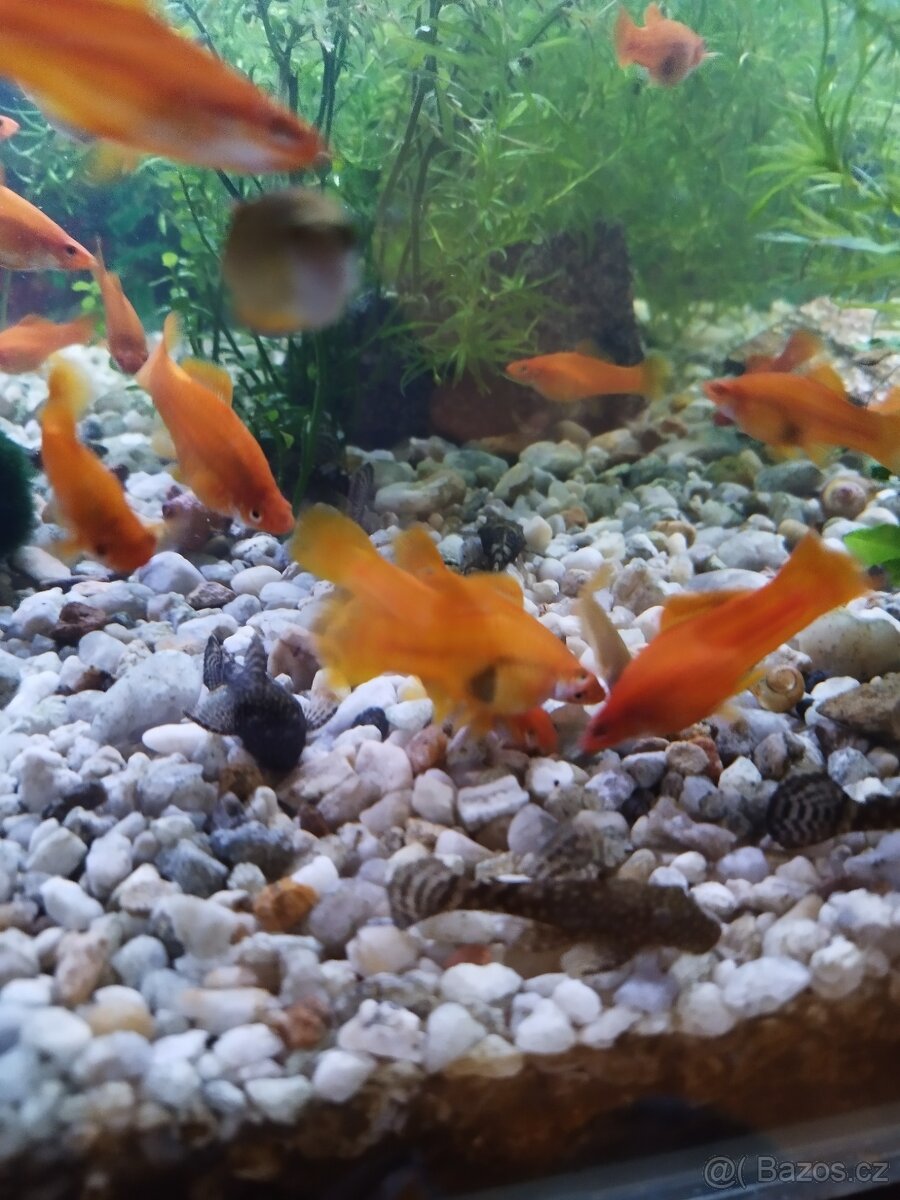 Akvarijní rybičky - 2