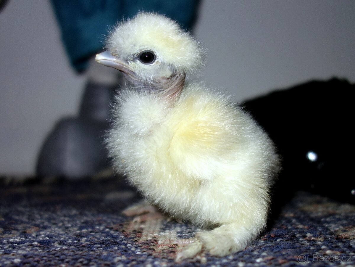 Hedvábnička USA - holokrčka - 2