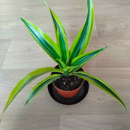 Prodám Dracenu (Dracaena Deremensis, Dračinec) - 2