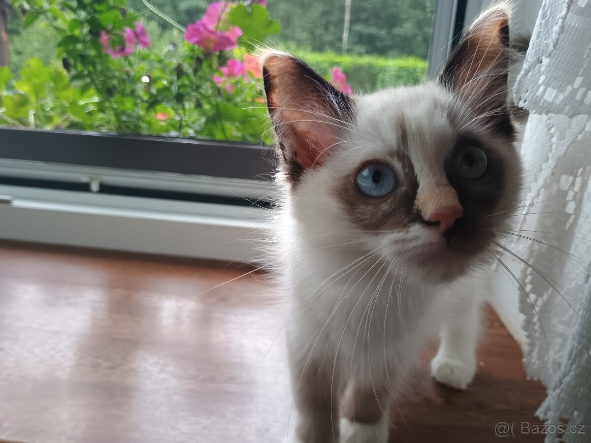 Ragdoll koťátka bez PP - 2
