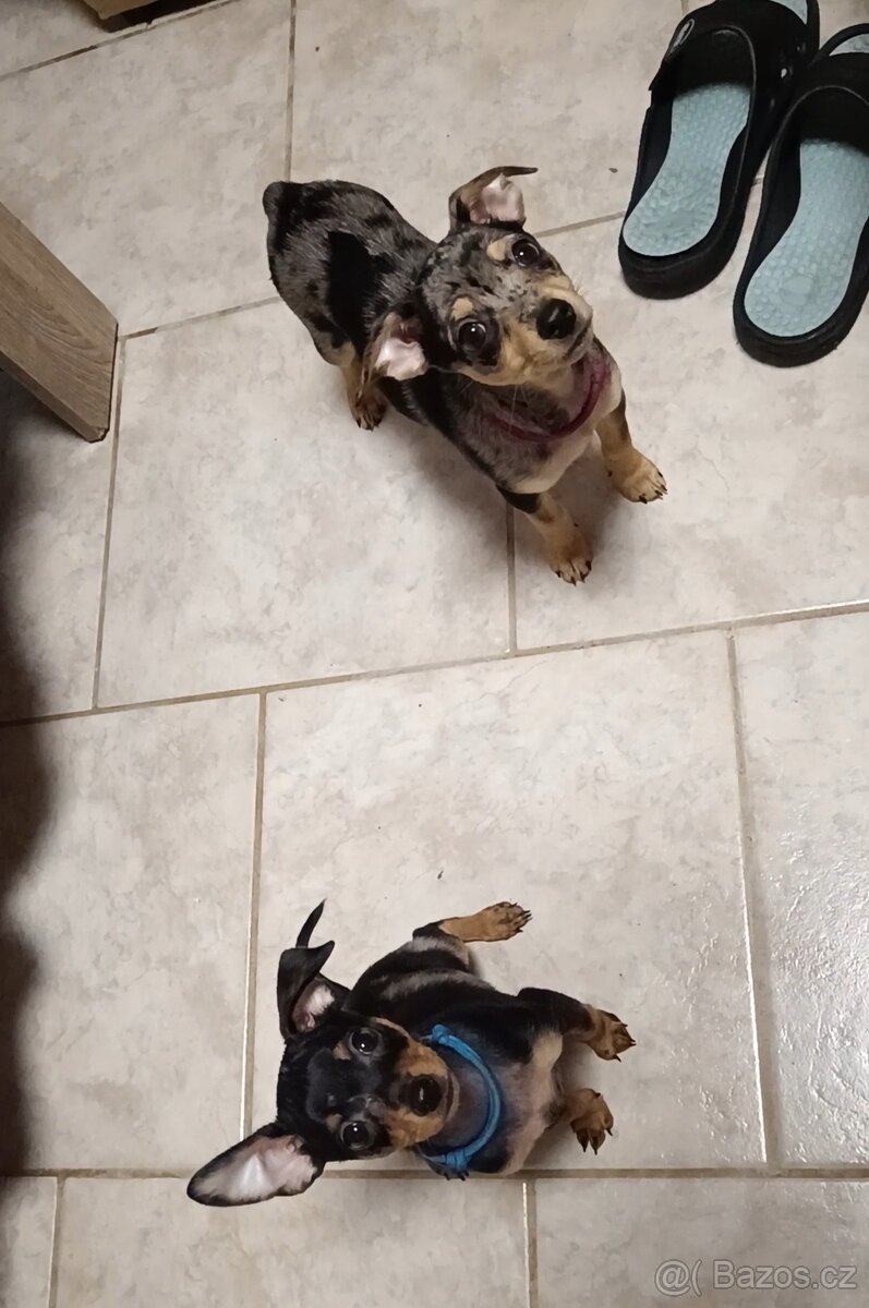 Trpasličí pinč bez PP - 2