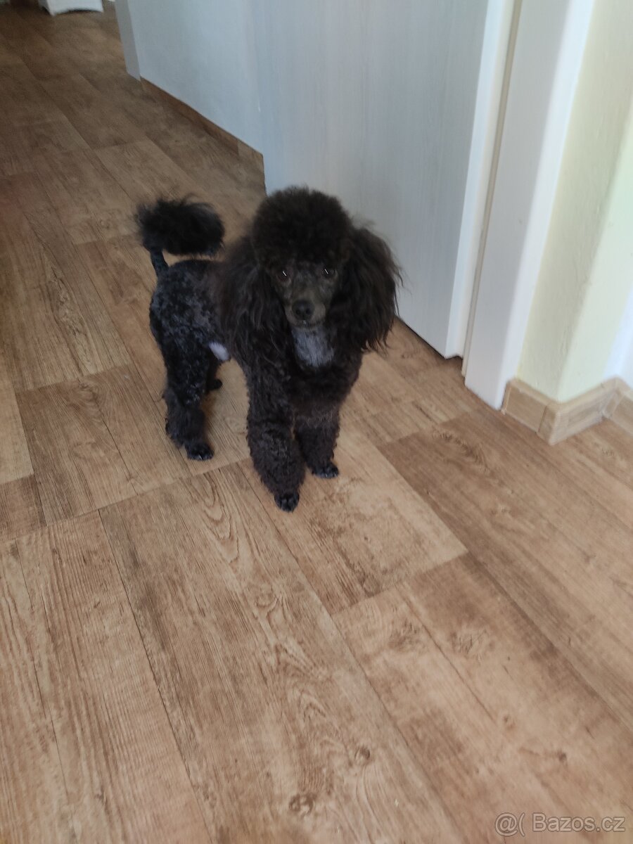 pudl toy černý - krytí - 2