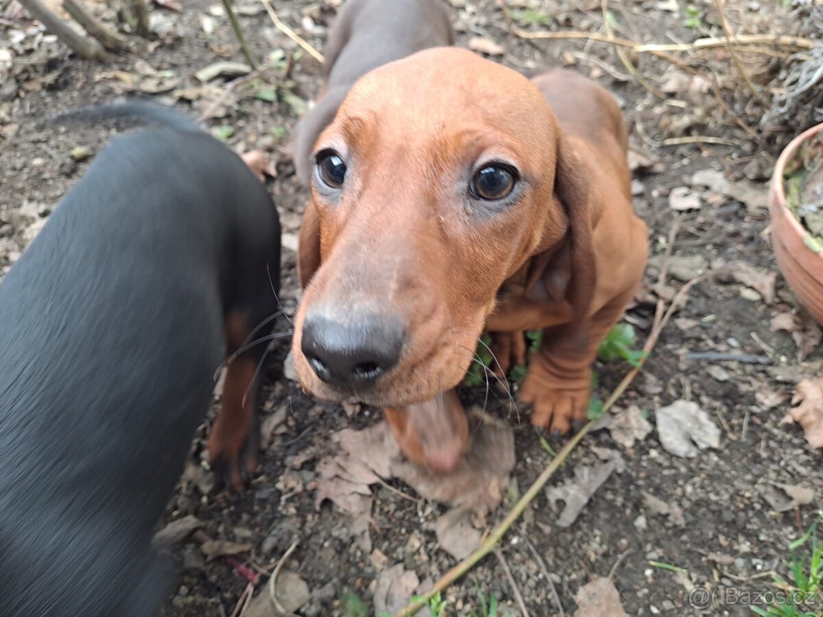 Štěňata jezevčíků - 2