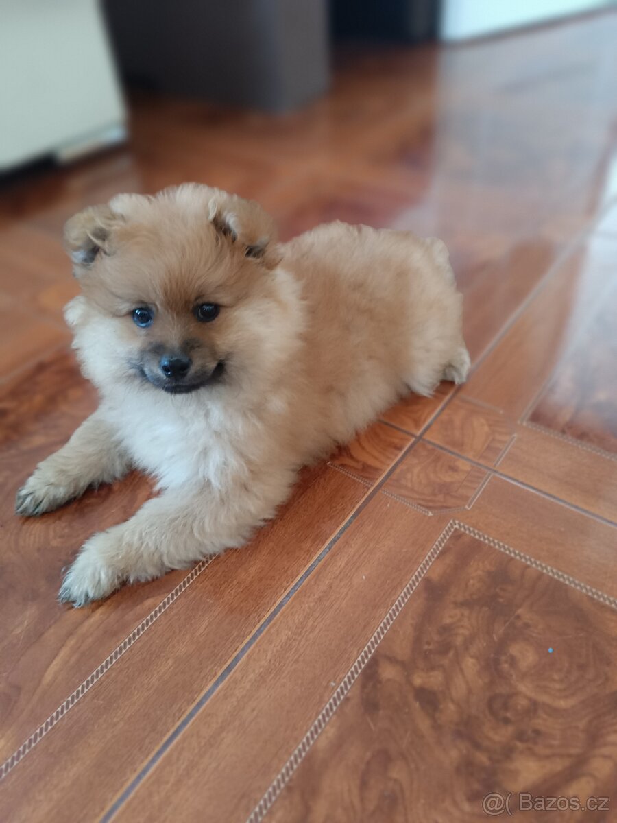 Pomeranian - 2
