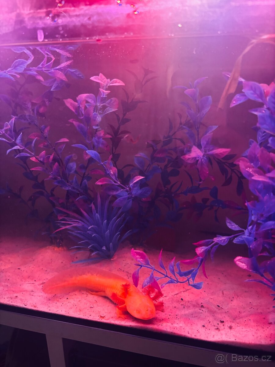 Axolotl + akvarium SPĚCHÁ - 2