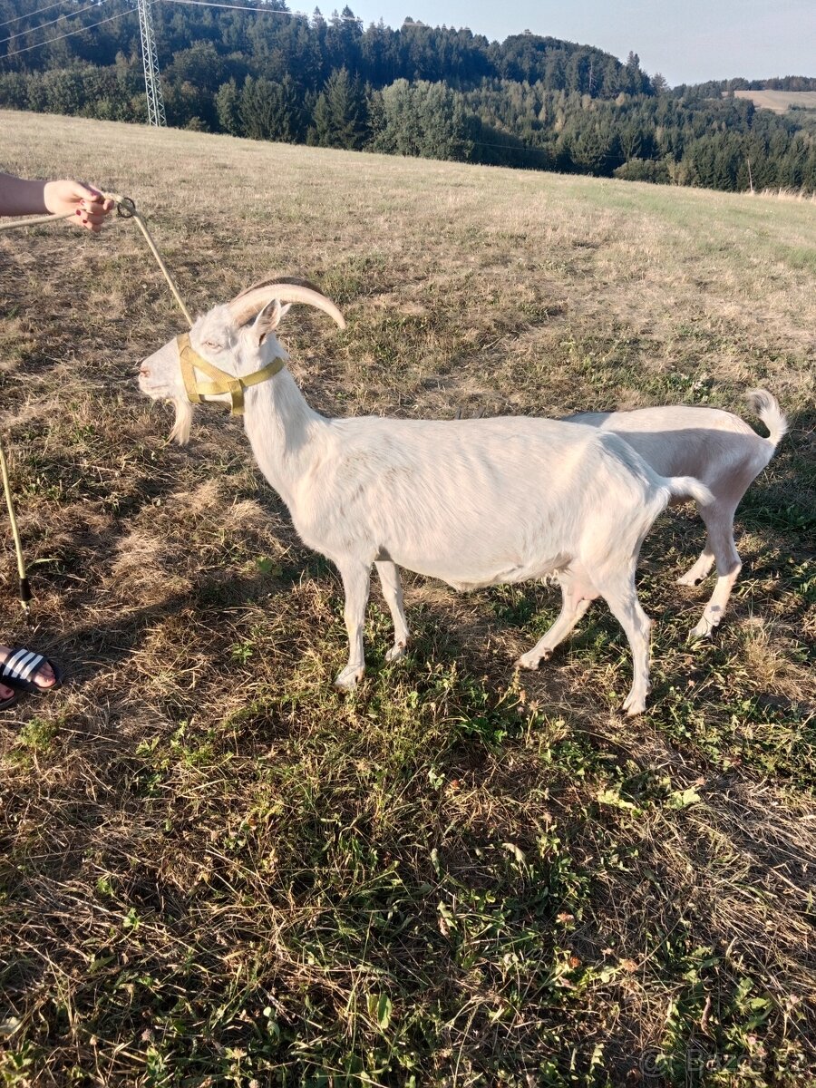 Prodám kozu a kozičku - 2