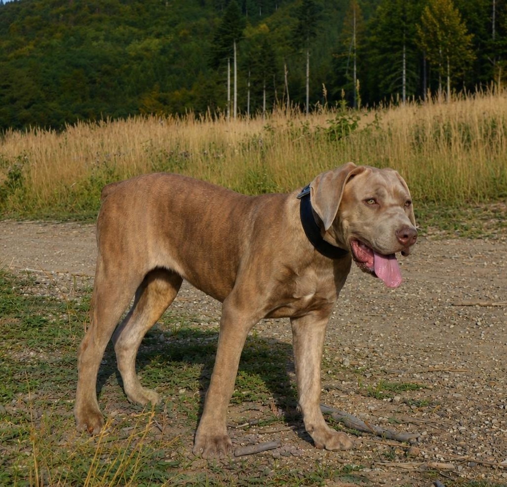 Americký BANDOG fenka - 2