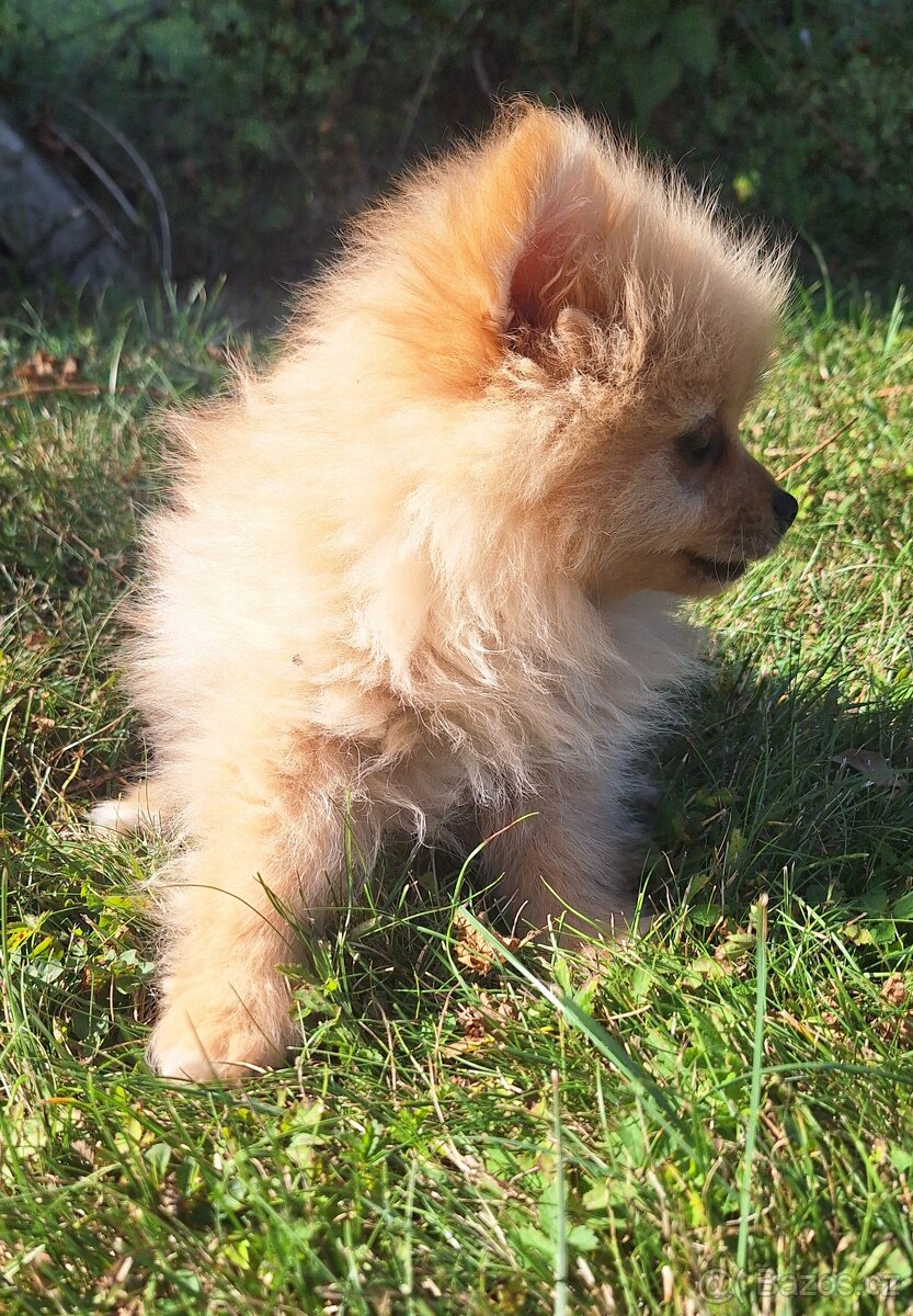 Pomeranian,pomerian špic - 2