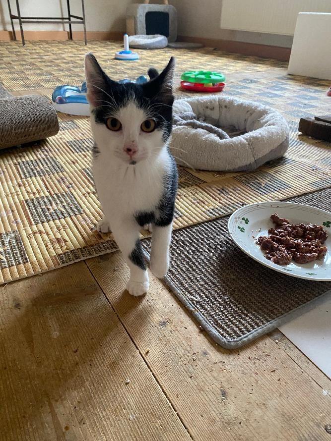 kotě kocourek Foxík 3,5 měsíce - 2