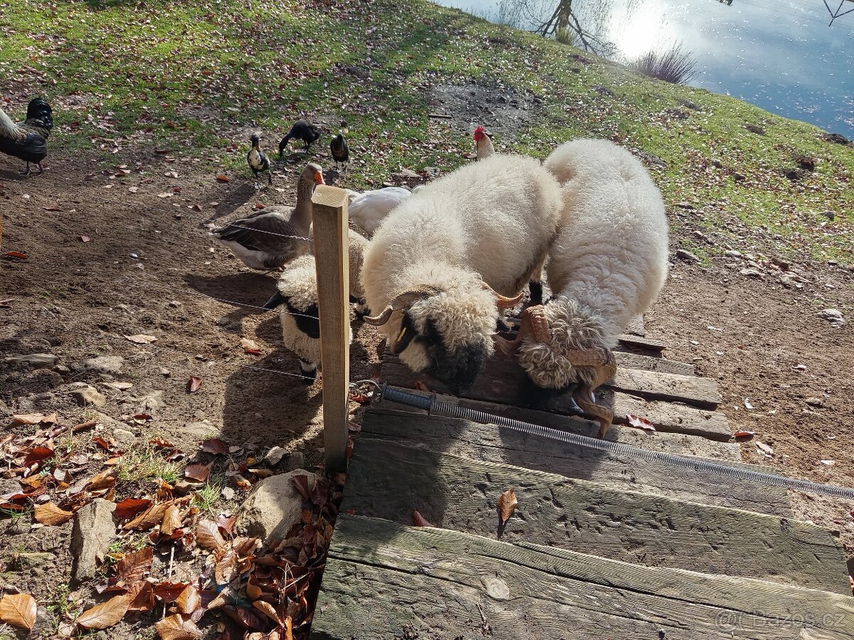 Walliserská ovce - 2