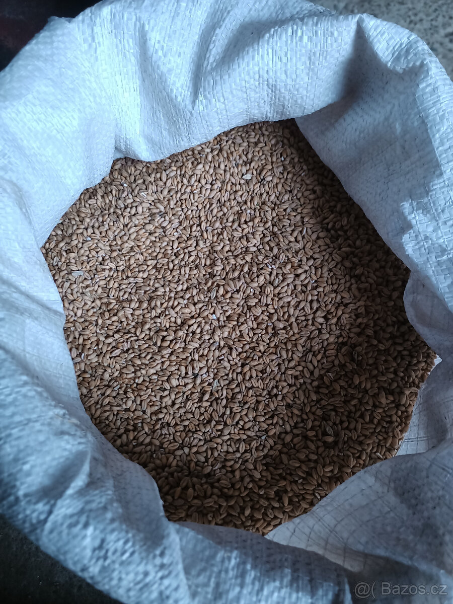 Pšenice, ječmen, oves nahý - 2