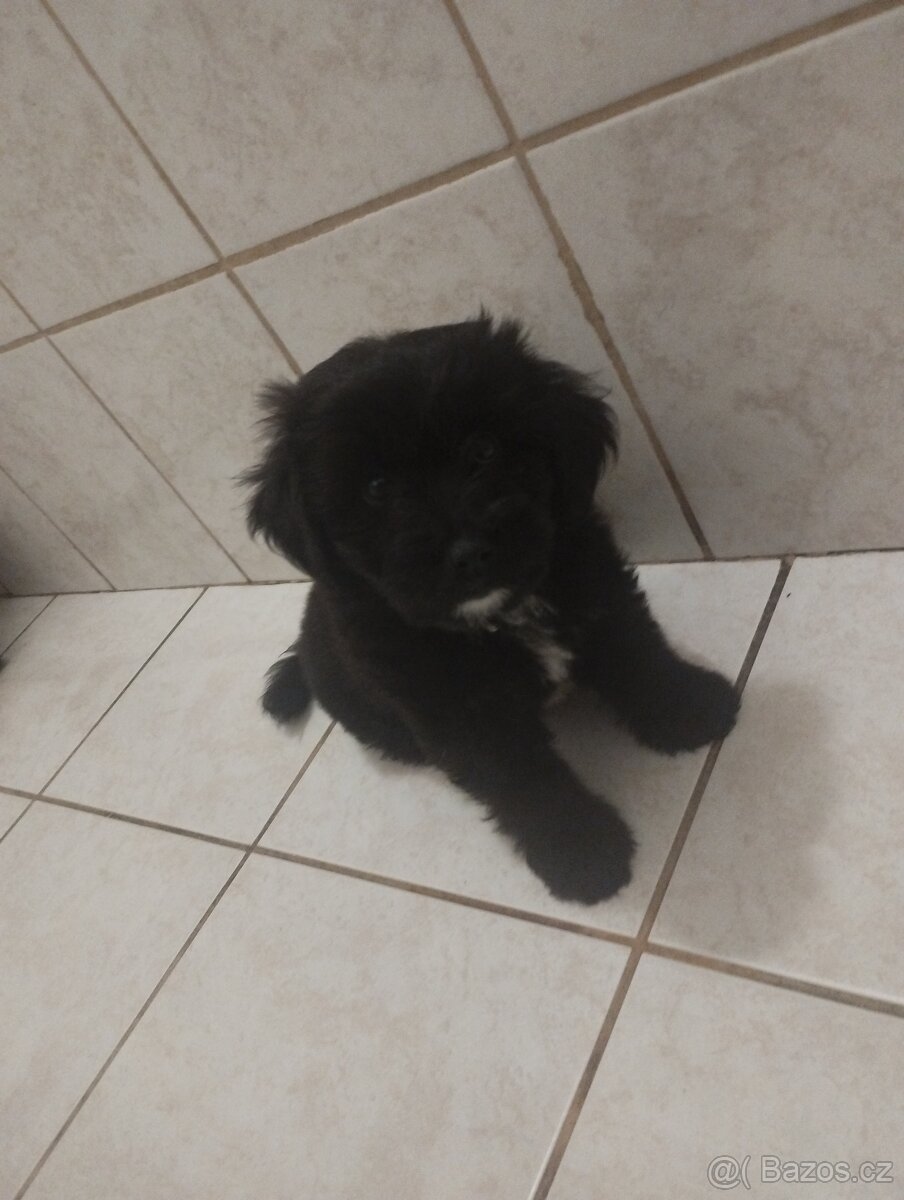 Prodám štene - 2