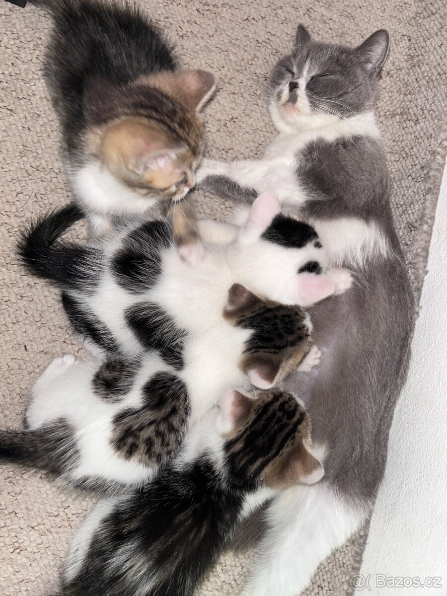 6 Rozkošných Koťátek (Máma Britka s PP x Pouliční Elegán) - 2