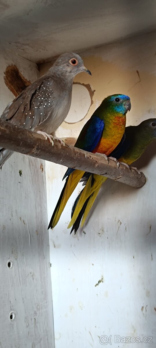 Holoubek diamantový - 2