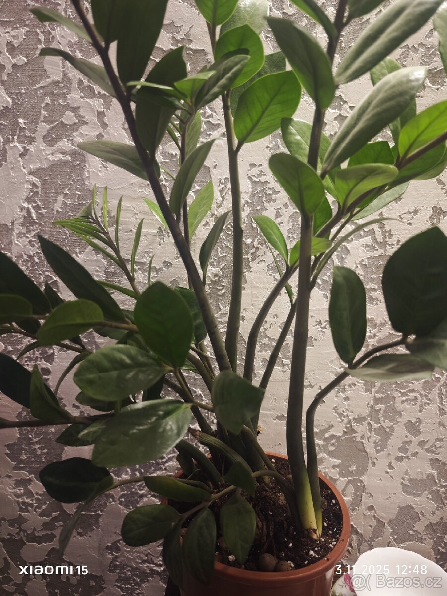 Zamioculcas zamiifolia - 2