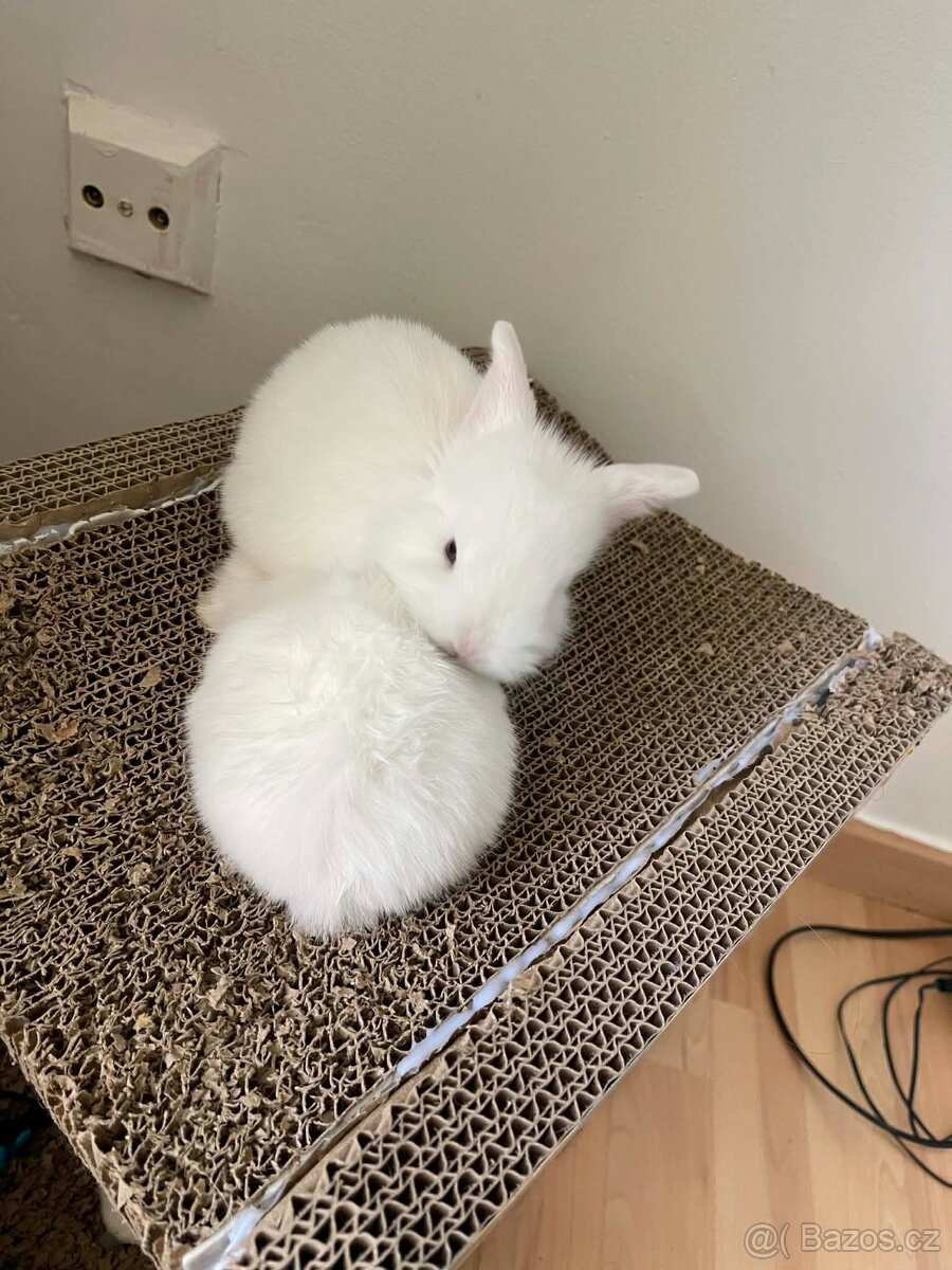 Králičci k rezervaci - 2