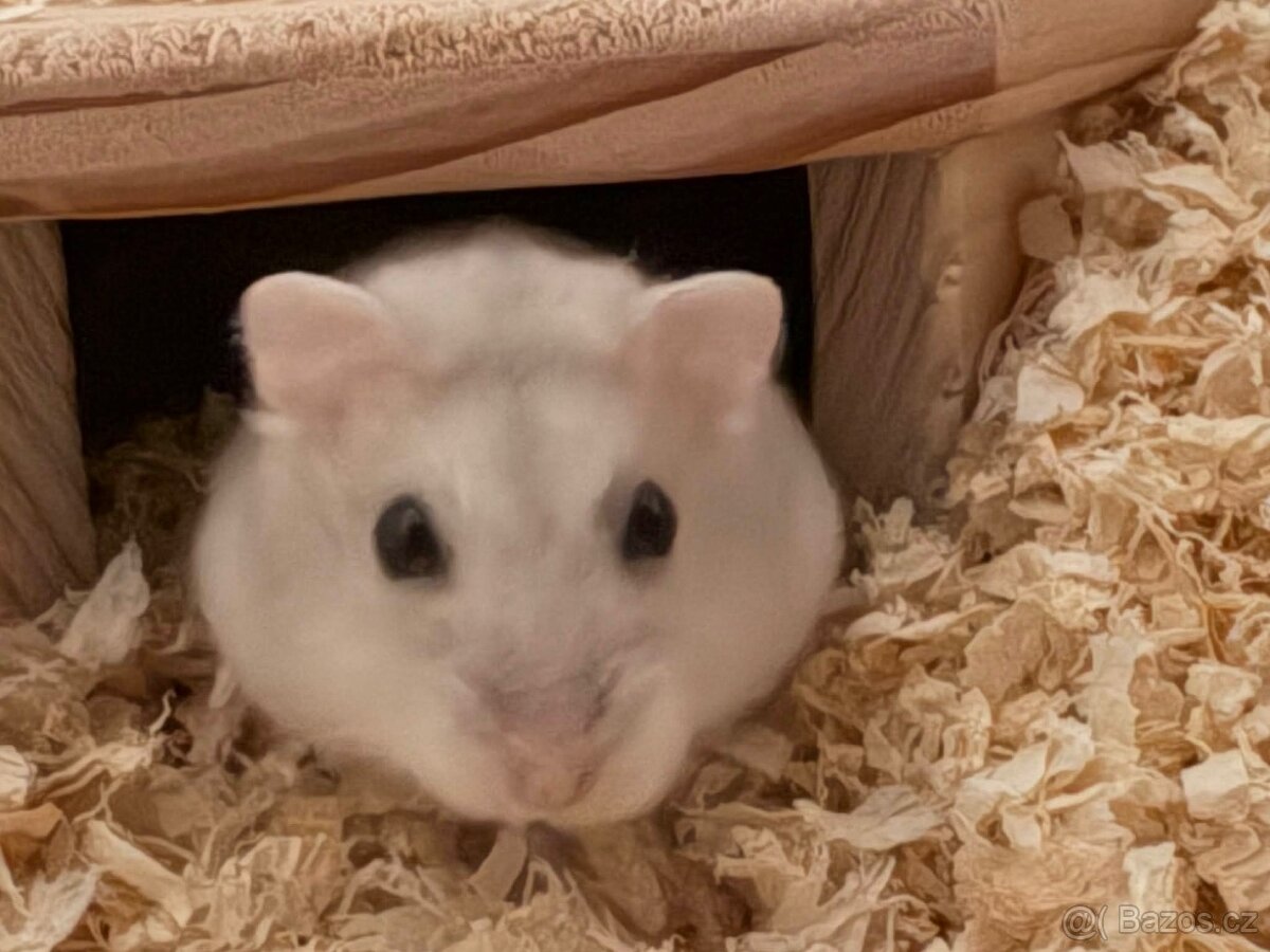 Křeček+Klec a výbava klece - 2