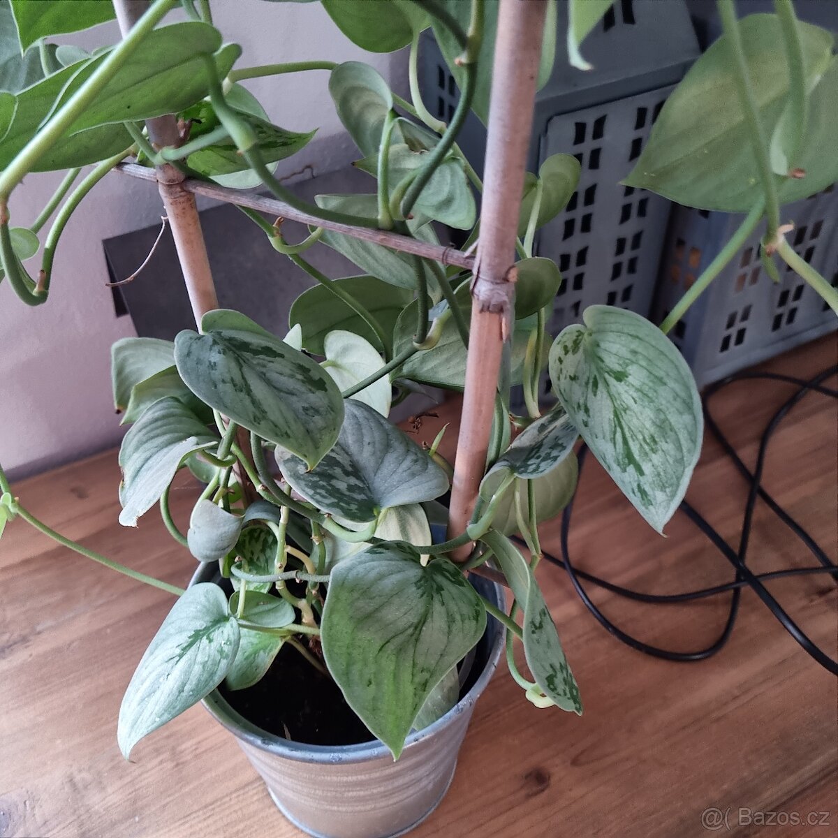 Scindapsus Pictus - Šplhavnice zlatá - 2