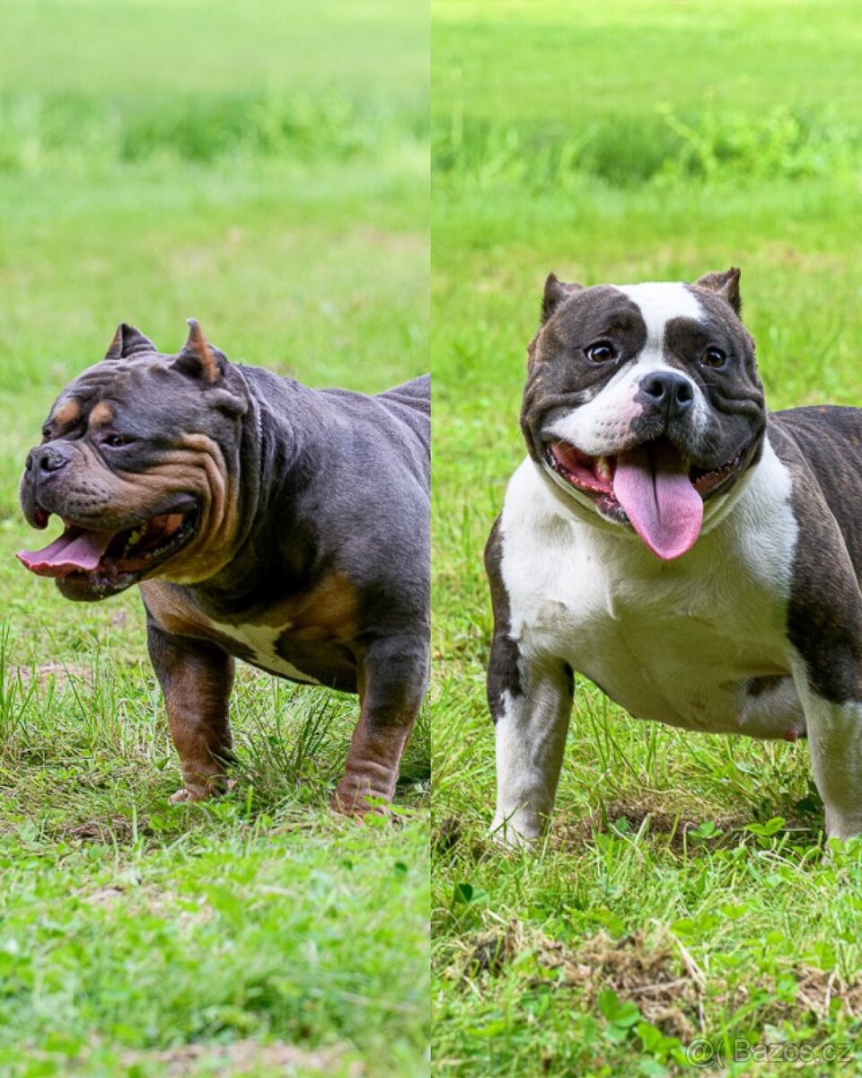 American Bully pocket - 2