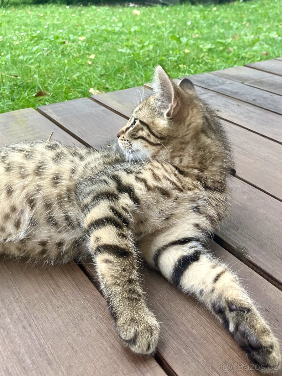 Bengálské kotě - 2