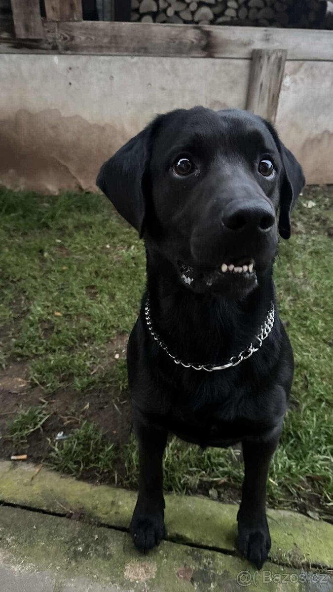 Kříženec labrador a slovenský kopov - 2