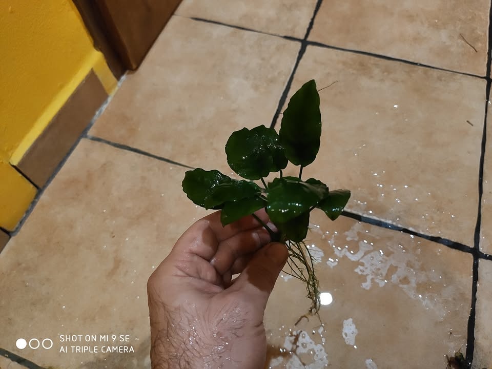 Anubias - 2