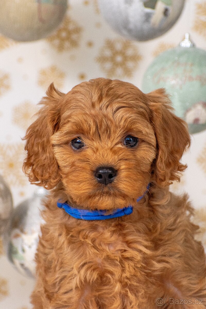 Cavapoo Cavadoodle F1 - 2